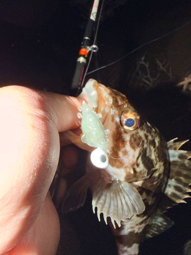 ベッコウゾイの釣果