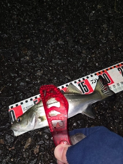 セイゴ（マルスズキ）の釣果