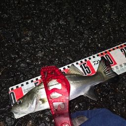 セイゴ（マルスズキ）