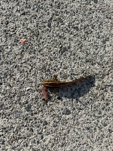 タカノハダイの釣果