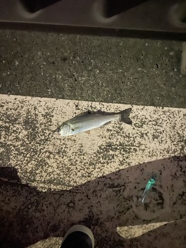 セイゴ（ヒラスズキ）の釣果