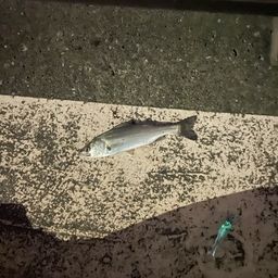 セイゴ（ヒラスズキ）