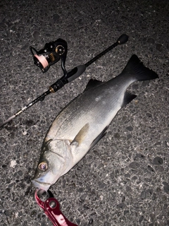 ヒラスズキの釣果