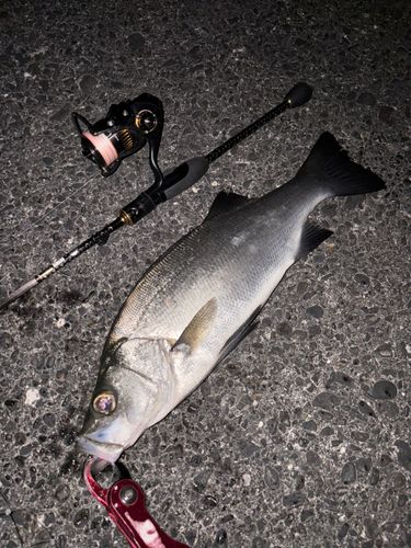 ヒラスズキの釣果