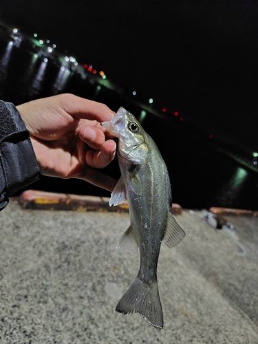 セイゴ（マルスズキ）の釣果