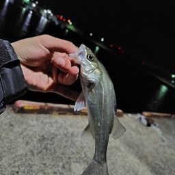 セイゴ（マルスズキ）