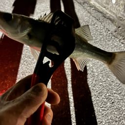 セイゴ（マルスズキ）