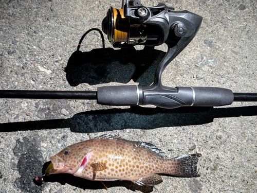 オオモンハタの釣果