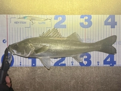 フッコ（マルスズキ）の釣果