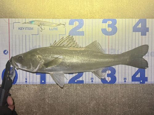 フッコ（マルスズキ）の釣果