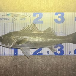 フッコ（マルスズキ）