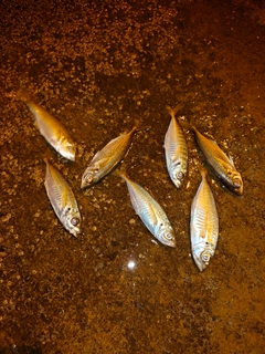 マアジの釣果