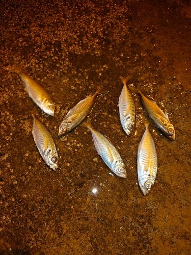 マアジの釣果