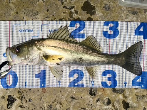 フッコ（マルスズキ）の釣果