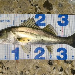 フッコ（マルスズキ）