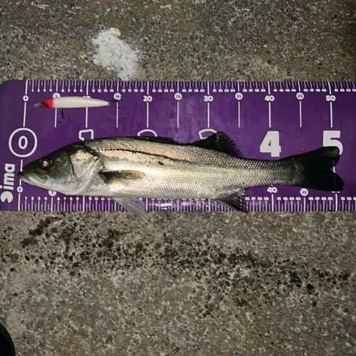 シーバスの釣果