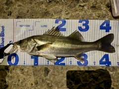 フッコ（マルスズキ）の釣果