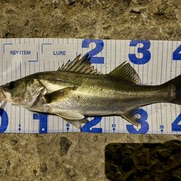 フッコ（マルスズキ）