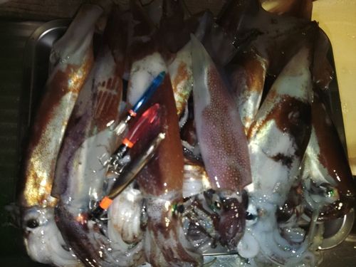スルメイカの釣果