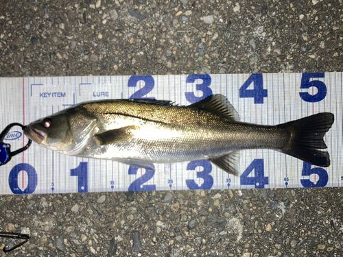 シーバスの釣果