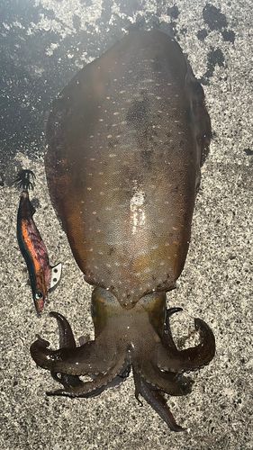アオリイカの釣果