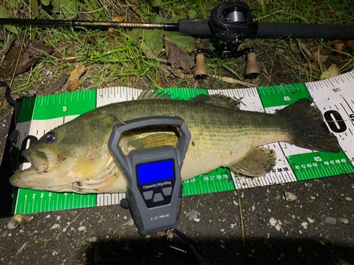 ブラックバスの釣果