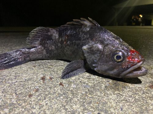クロソイの釣果