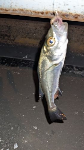 セイゴ（タイリクスズキ）の釣果