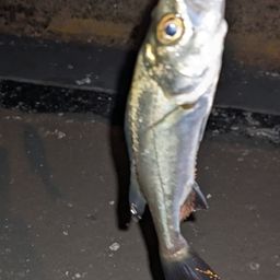 セイゴ（タイリクスズキ）