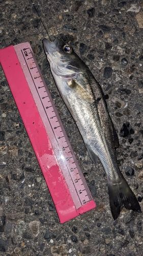 セイゴ（タイリクスズキ）の釣果