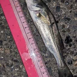 セイゴ（タイリクスズキ）