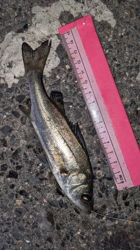 セイゴ（タイリクスズキ）の釣果