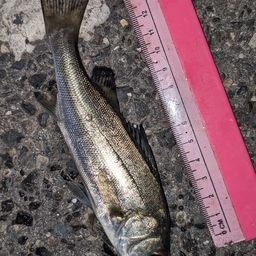 セイゴ（タイリクスズキ）