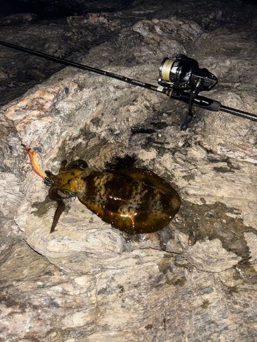 アオリイカの釣果