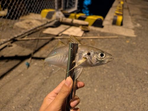 マアジの釣果