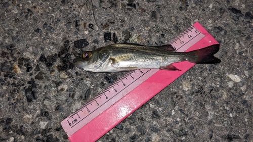 セイゴ（タイリクスズキ）の釣果