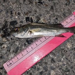 セイゴ（タイリクスズキ）