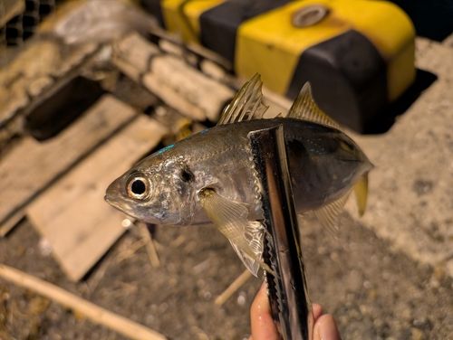 マアジの釣果