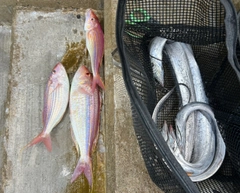 イトヨリダイの釣果