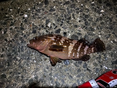 キジハタの釣果