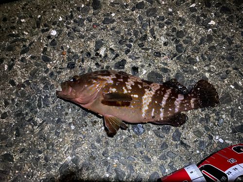 キジハタの釣果