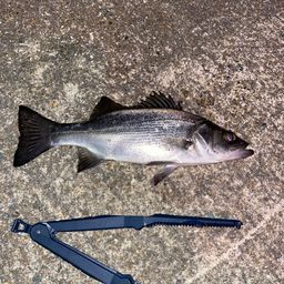 セイゴ（マルスズキ）