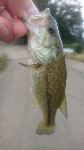 ラージマウスバスの釣果