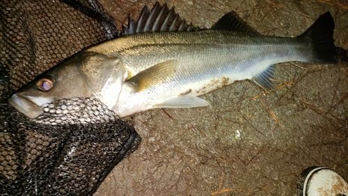 シーバスの釣果