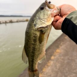 ラージマウスバス