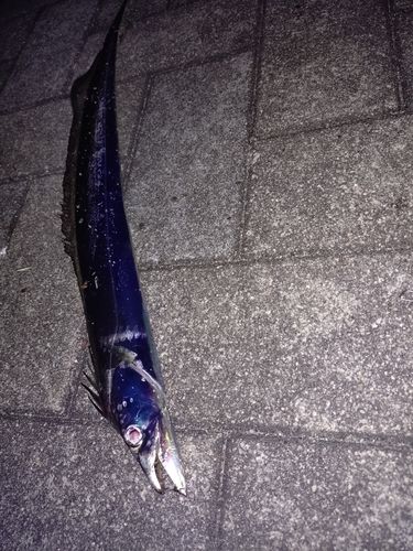 タチウオの釣果