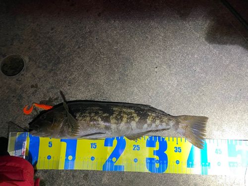 アイナメの釣果