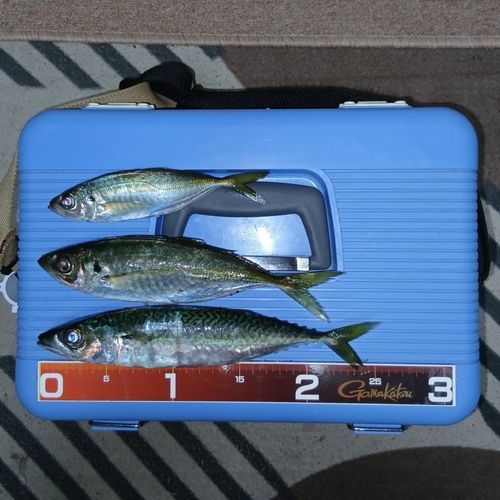 サバの釣果