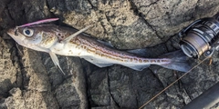 スケトウダラの釣果