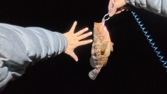 キジハタの釣果